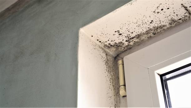 Ruidoso, NM Mold Removal Company