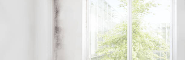 Environmental Consulting for Mold Prevention in Ruidoso, NM