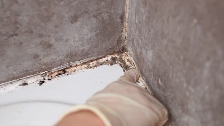 Best HVAC Mold Inspection and Cleaning  in Ruidoso, NM